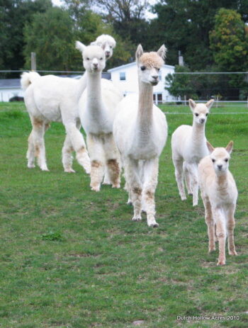 Understanding Cost to Sell Alpaca Fiber at a Profit – Dutch Hollow Acres