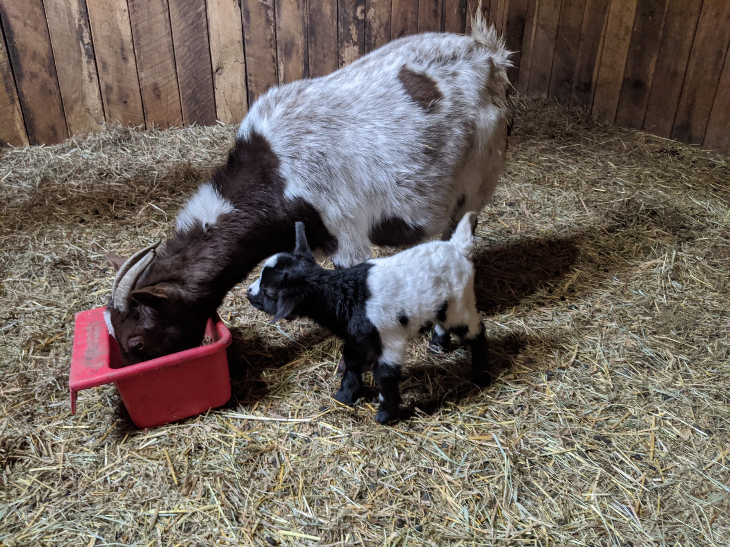 Goat Gestation Calculator – Dutch Hollow Acres