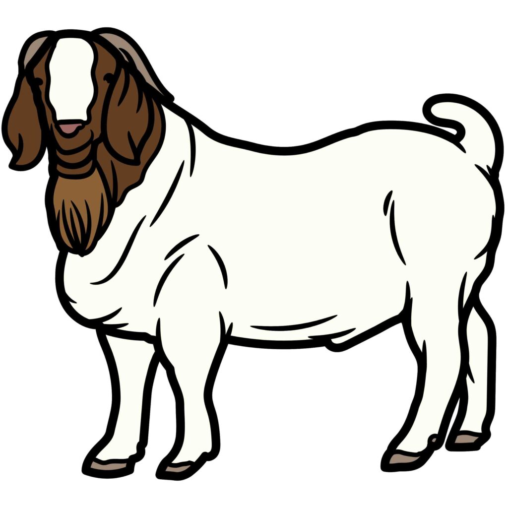 5-popular-meat-goat-breeds